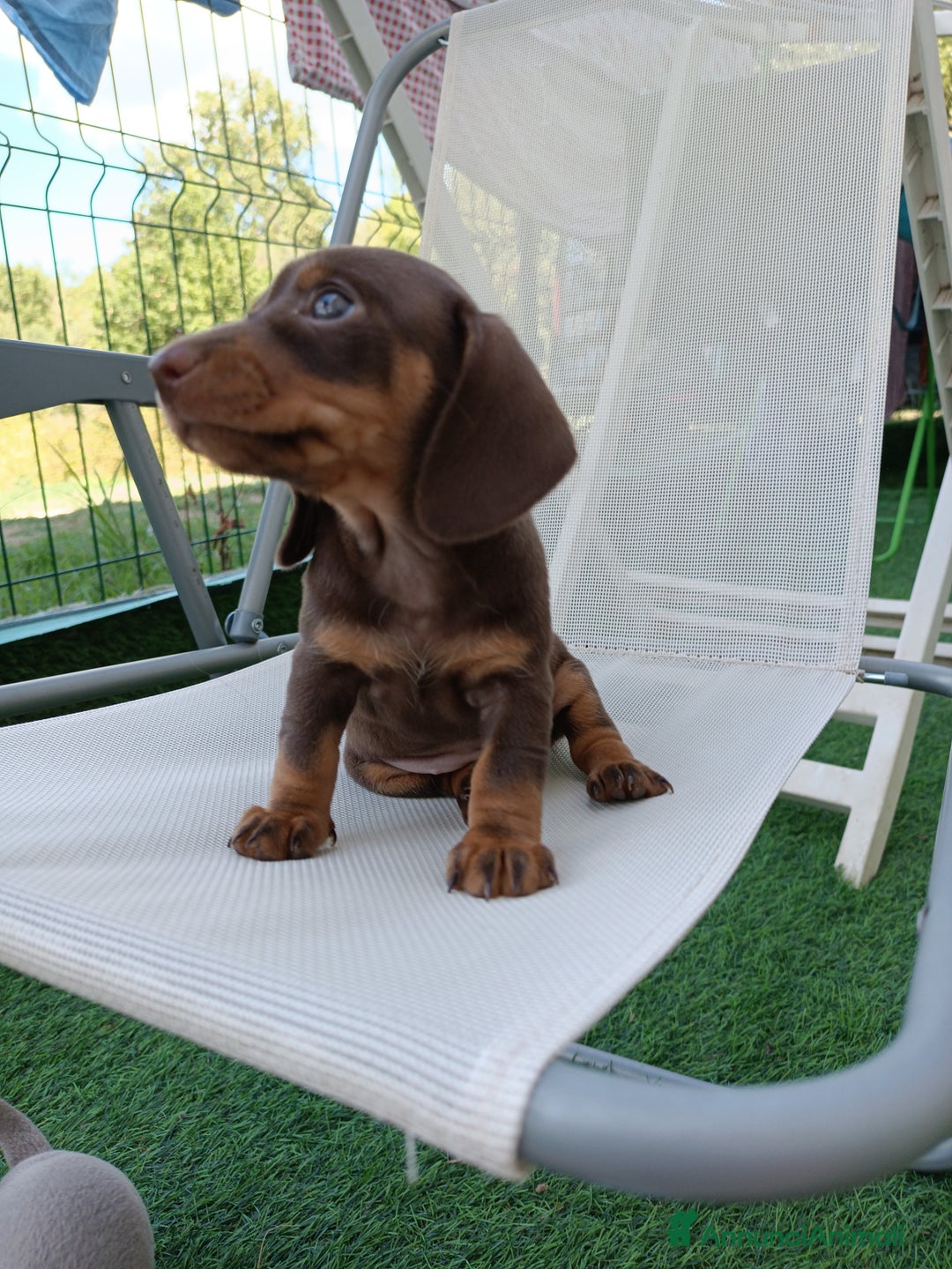 Bassotto cani in vendita: Bassotto femmina cioccolato taglia piccola  - Immagine 2