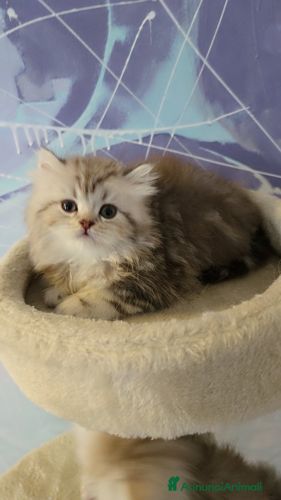 Scottish gatti in vendita: Scottish Fold e Straight  - Annuncio 6