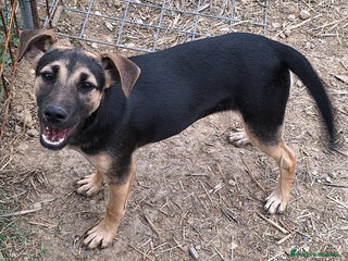 Meticcio cani Gioia 5 mesi taglia media piccola - Annuncio 36