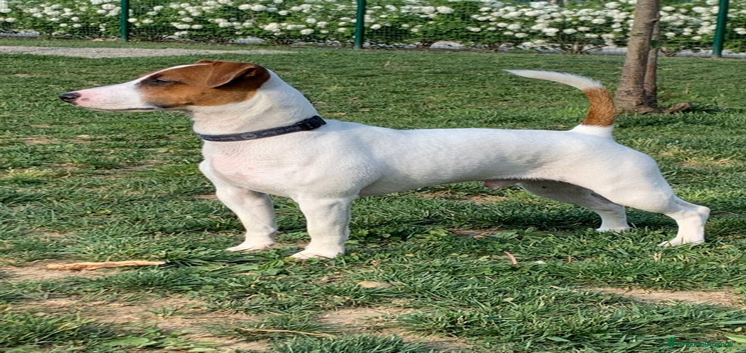 Immagine della galleria {{count}}