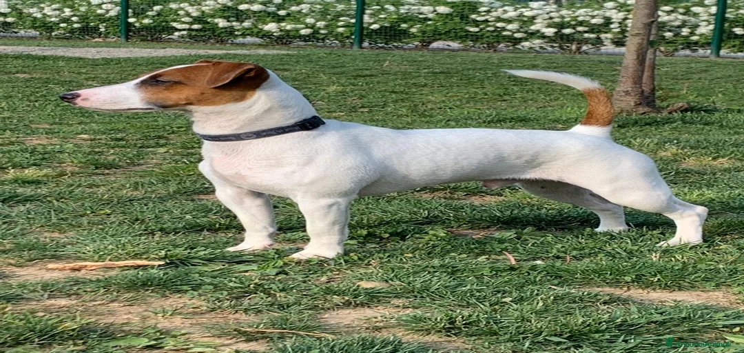 Immagine della galleria {{count}}