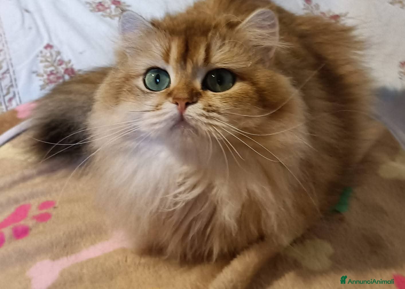 British gatti British - Annuncio 2