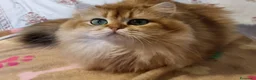 British gatti in vendita: British - Annuncio 1