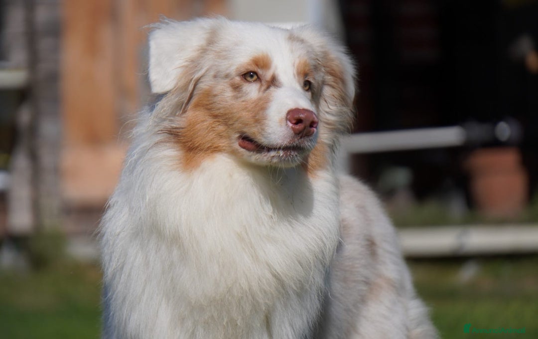 Australian Shepherd cani per accoppiamento: Australian Shepherd - Annuncio 4