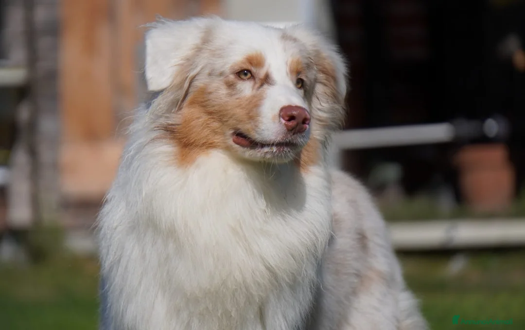 Australian Shepherd cani per accoppiamento: Australian Shepherd - Annuncio 4