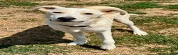 Meticcio cani in regalo: Pluto il coccolone - Annuncio 11