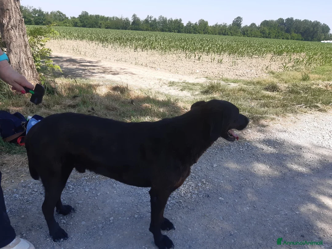 Meticcio cani in regalo: Franz dolcissimo simil labrador cioccolato a Provincia di Piacenza - Annuncio 5