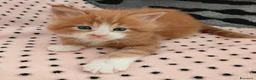 Maine Coon gatti in vendita: Cuccioli Maine coon  - Annuncio 1