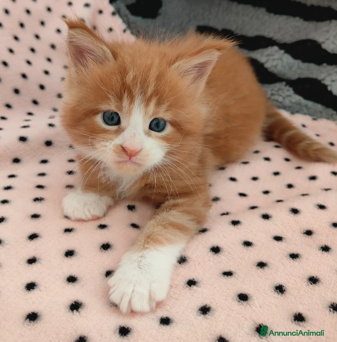Maine Coon gatti in vendita: Cuccioli Maine coon  - Annuncio 1