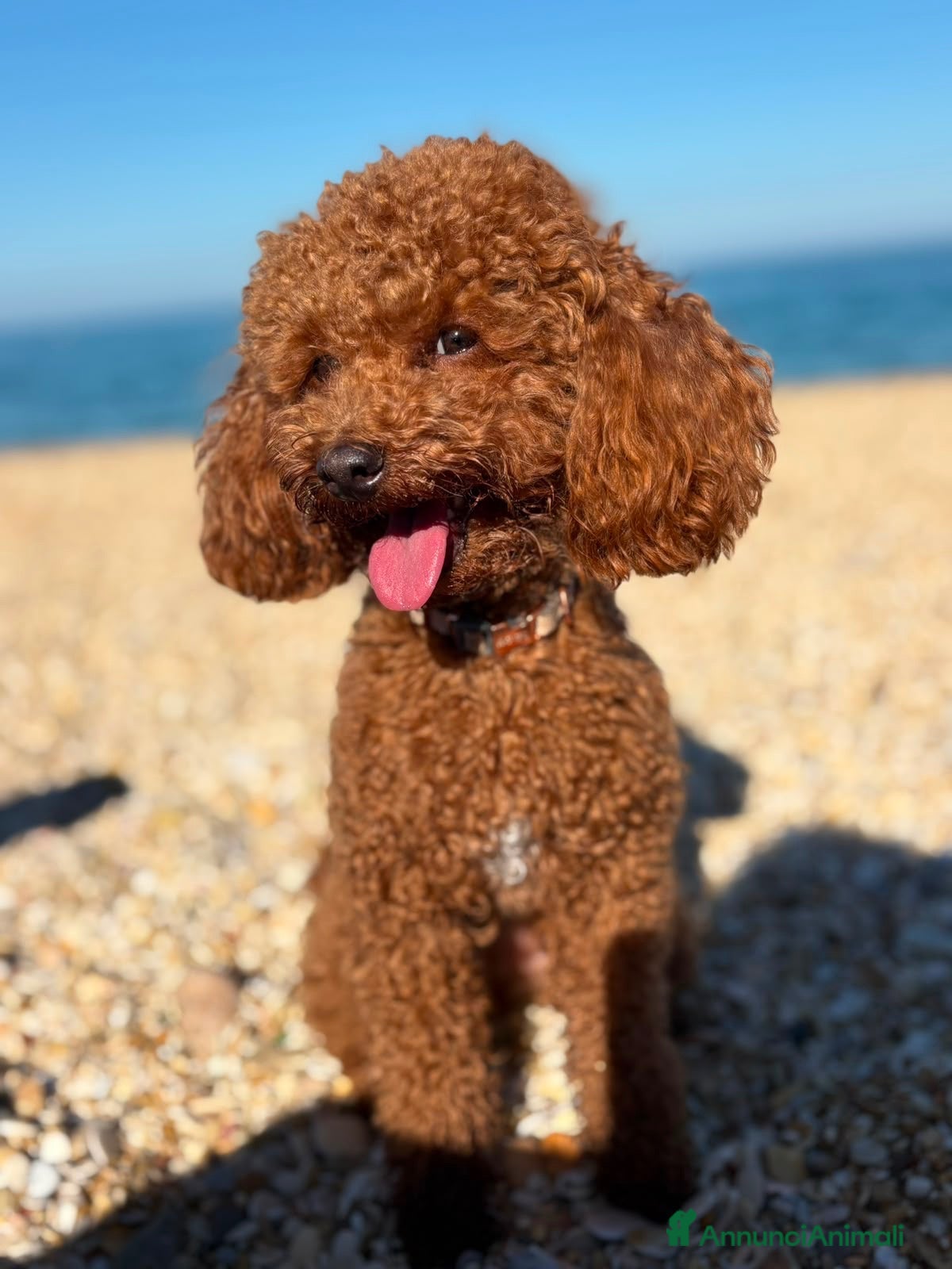Barboncino Toy cani Femmine barboncino toy fulvo - Annuncio 18