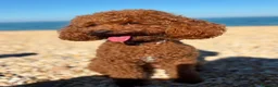 Barboncino Toy cani in vendita: Femmine barboncino toy fulvo - Annuncio 1