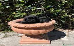 Labrador cani in vendita: Cuccioli Labrador neri a Province of Siena - Immagine 7