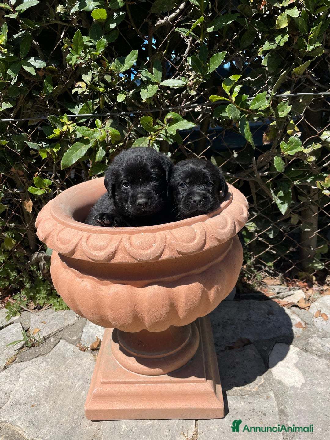 Labrador cani in vendita: Cuccioli Labrador neri a Province of Siena - Immagine 7