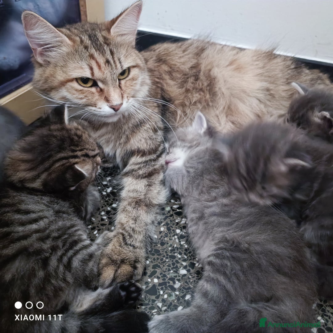 Siberiano gatti in vendita: Cuccioli siberiani  a Città Metropolitana di Genova - Immagine 3