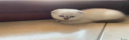 Scottish gatti in vendita: Scottish Fold e Straight - Annuncio 7