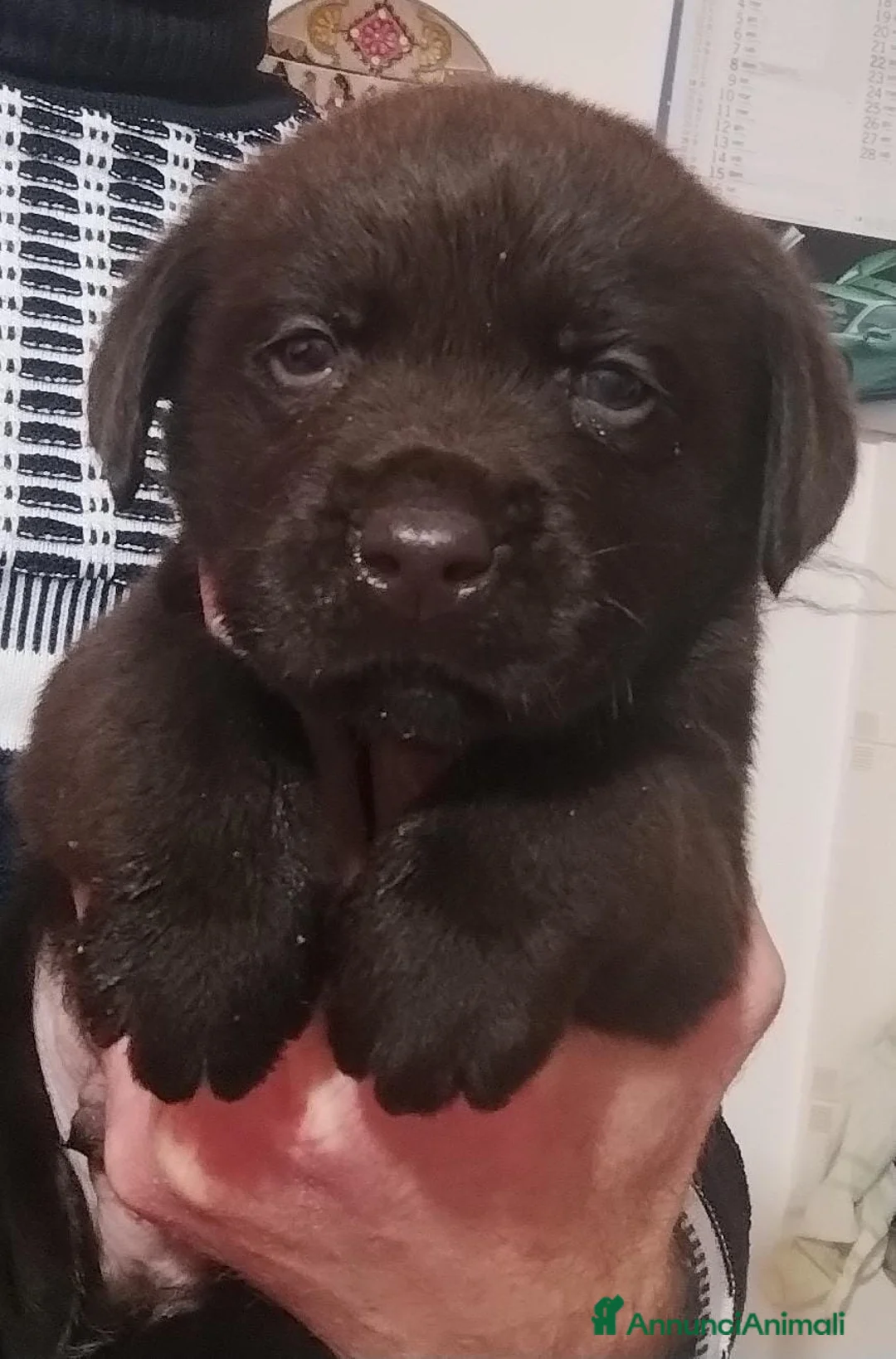 Labrador cani in vendita: LABRADOR - Annuncio 5