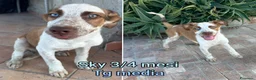 Meticcio cani in regalo: TENERI CUCCIOLI IN CERCA D'AMORE  a Provincia di Modena - Annuncio 7