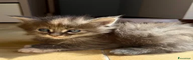 Maine Coon Gattino 5