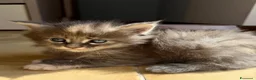 Maine Coon gatti in vendita: Cuccioli maine coon MCO pedigree 01 aprile 26 - Annuncio 4