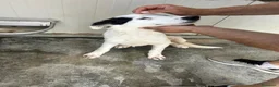 Meticcio cani in regalo: DUSAN - Annuncio 3