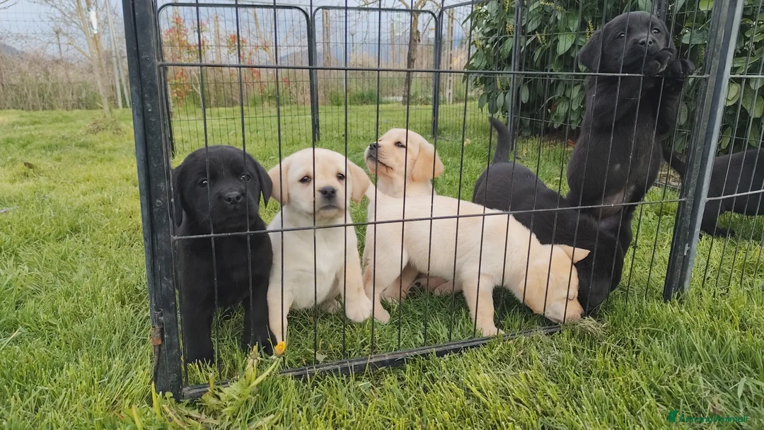 Labrador cani in vendita: Labrador retriever - pedigree Enci con affisso - Annuncio 1