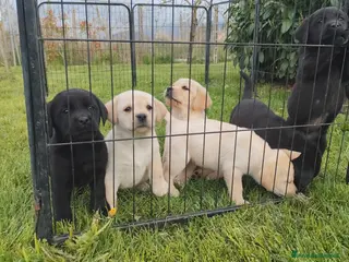 Labrador cani Labrador retriever - pedigree Enci con affisso - Annuncio 7