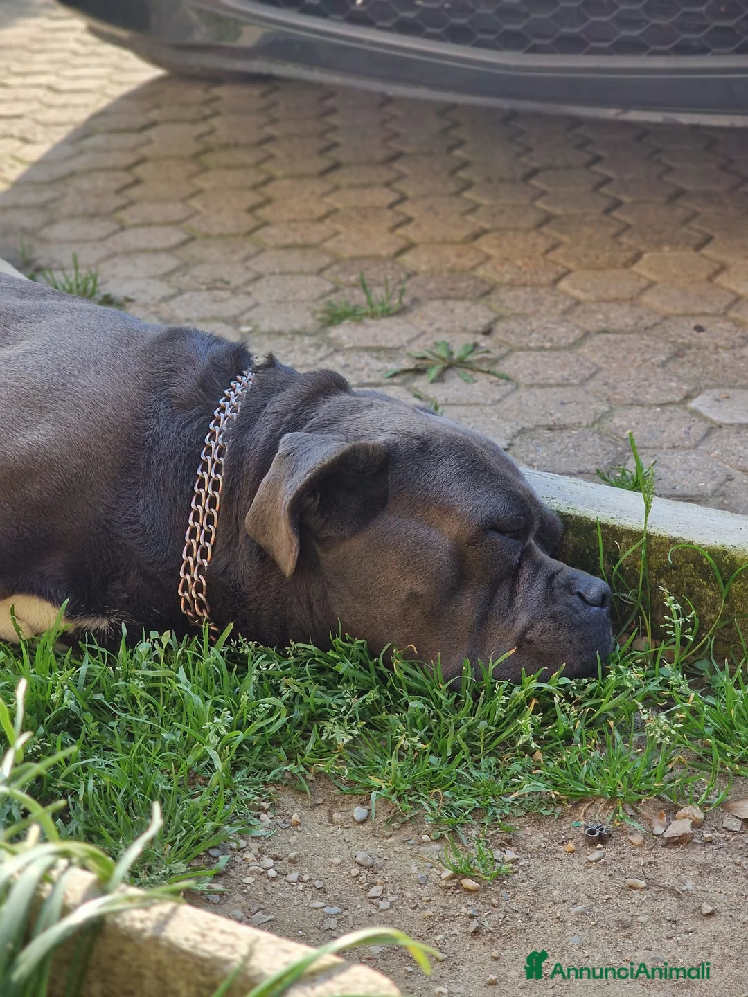 Cane Corso cani in regalo: Cane Corso un cane davvero meraviglioso  a Provincia di Pavia - Annuncio 1