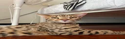 Bengala gatti in vendita: Gatto bengala a Provincia di Varese - Annuncio 12