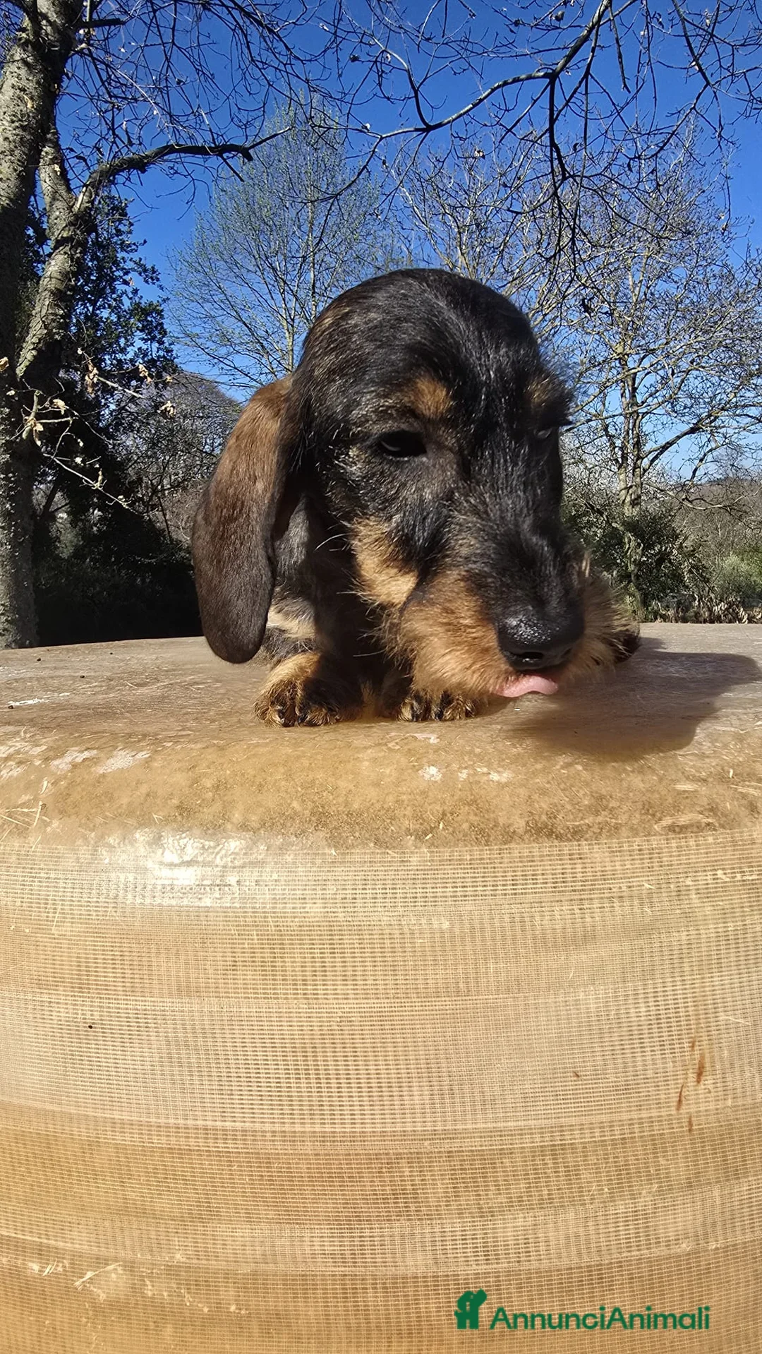 Bassotto cani in vendita: Bassotto pelo duro - Annuncio 2