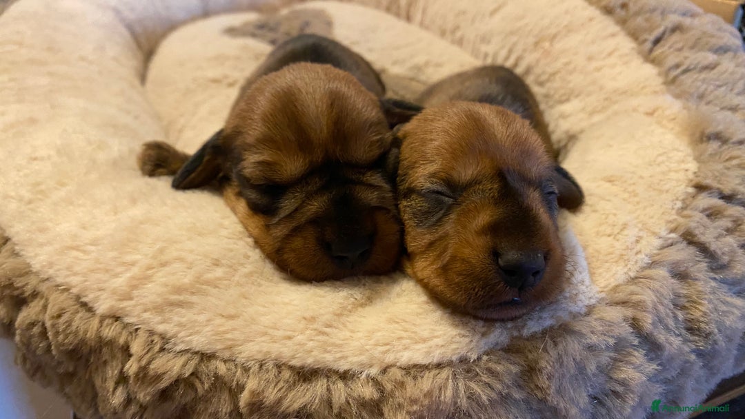 Bassotto cani in vendita: Cuccioli di bassotto a pelo duro - Annuncio 4