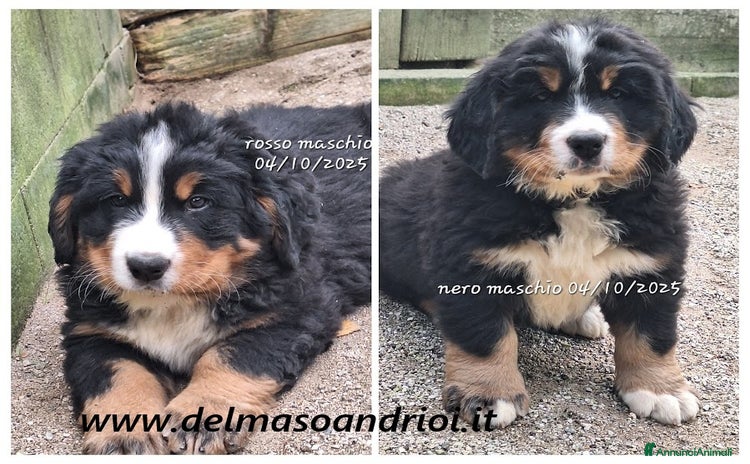 Bovaro del Bernese cani bovaro del bernese con pedigree - Annuncio 1