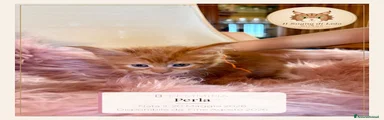 Perla - Maine Coon - Il Sogno Di Lola