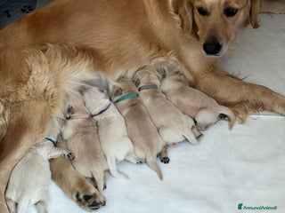 Golden Retriever cani Cuccioli di Golden Retriever Angloamericani - Annuncio 1
