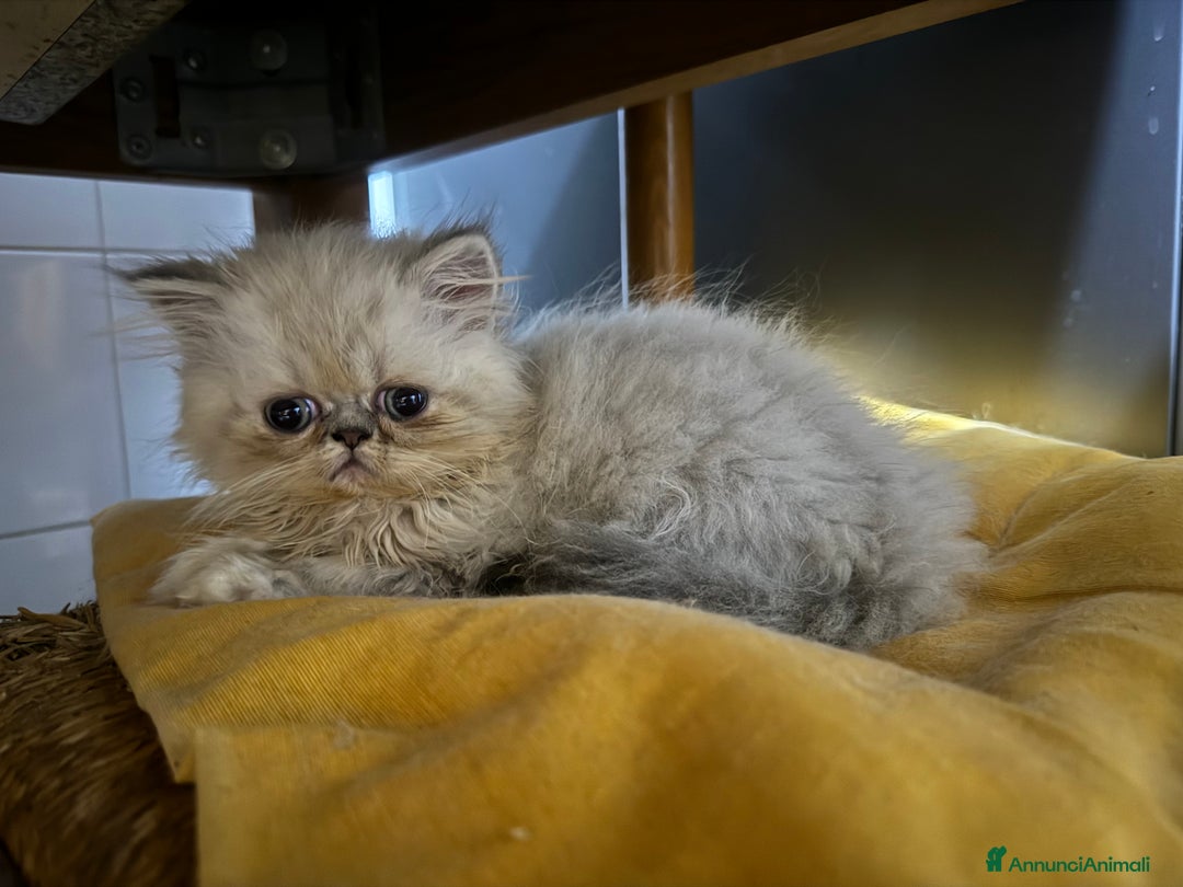 Exotic Shorthair gatti in vendita: Cuccioli exotic shorthair e persiani  - Annuncio 5