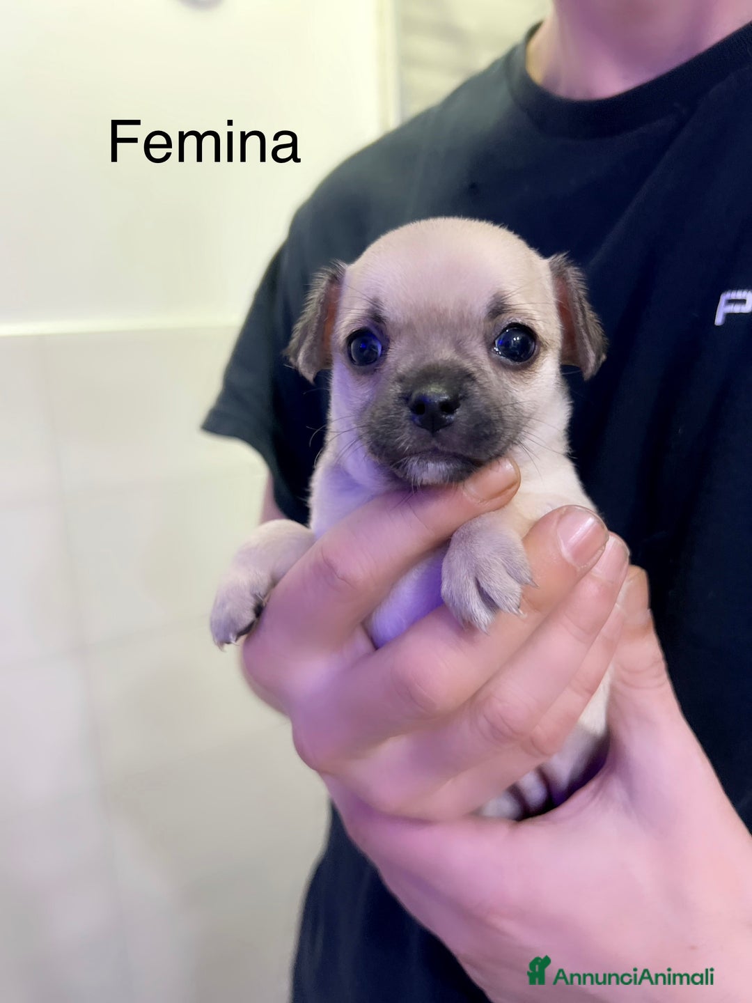 Chihuahua cani in vendita: Chihuahua  - Annuncio 1