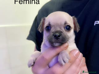 Chihuahua cani Chihuahua - Annuncio 2