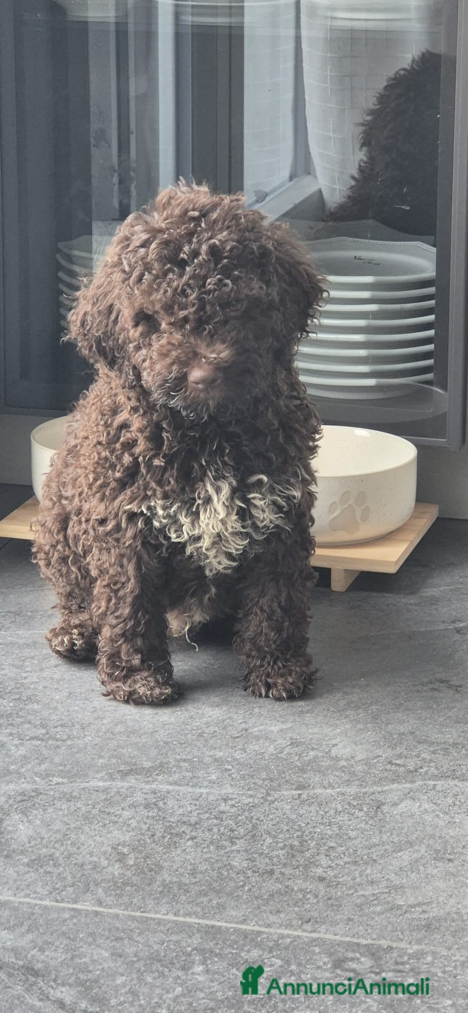 Lagotto cani Cuccioli di Lagotto con Pedigree - Annuncio 9