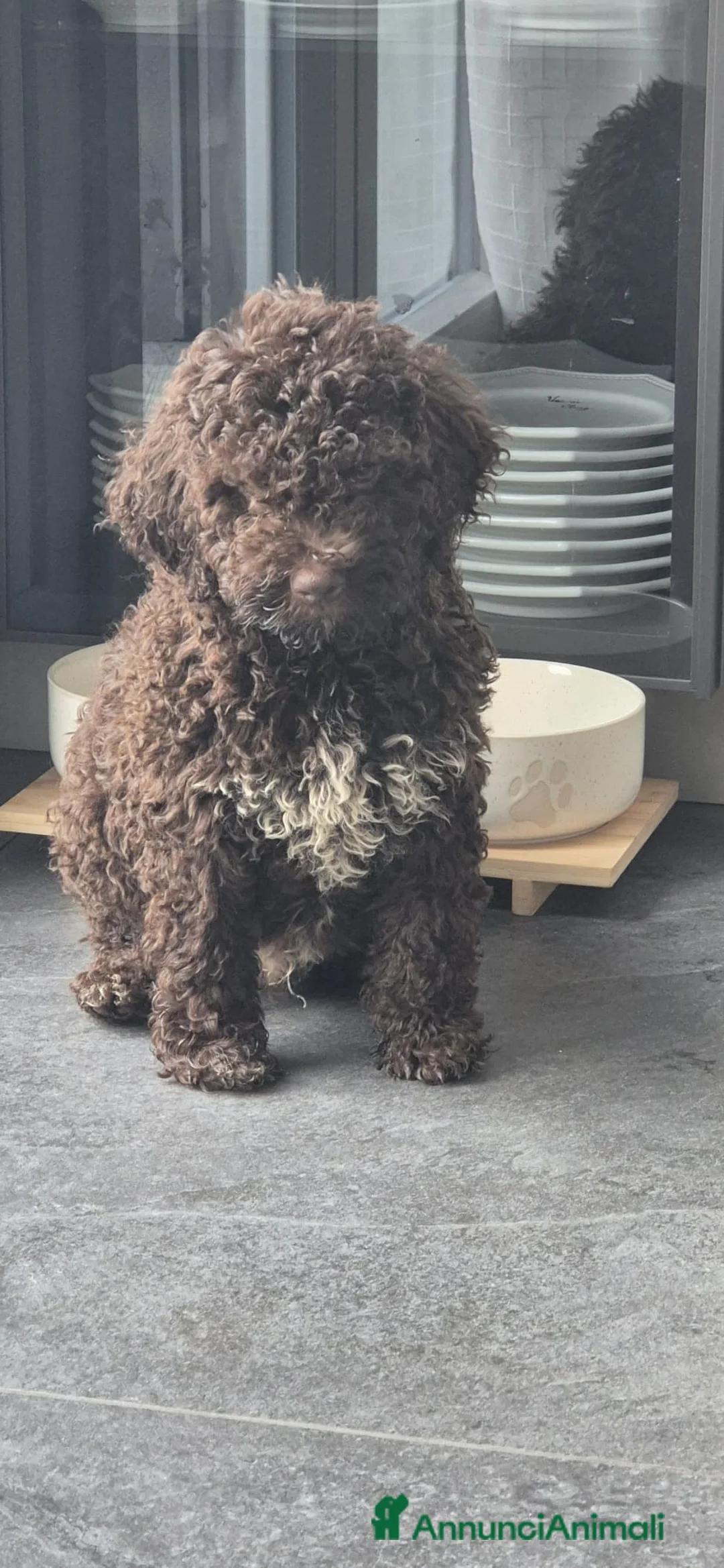 Lagotto cani in vendita: Cuccioli di Lagotto con Pedigree - Annuncio 1