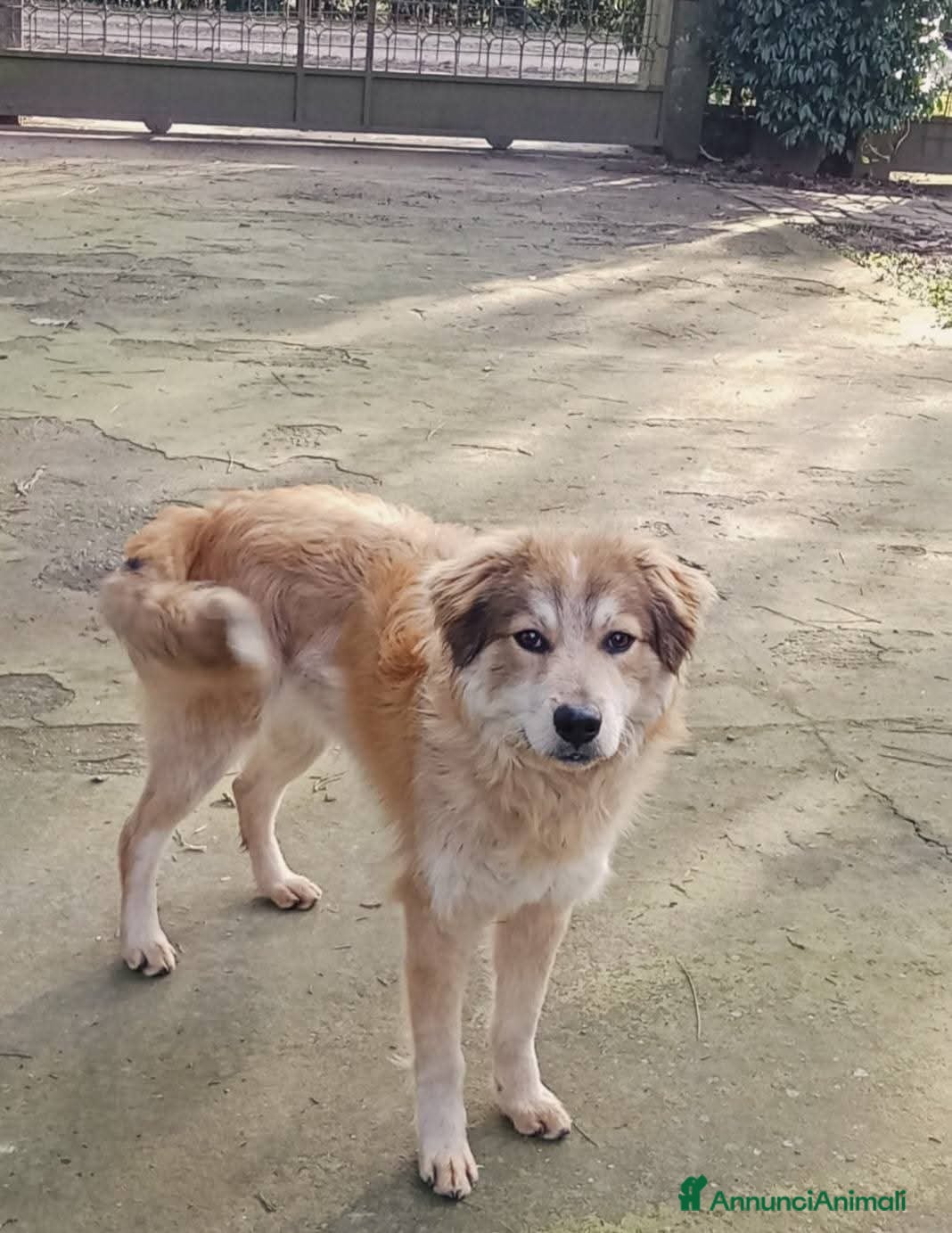Meticcio cani Adozione cucciolo Apollo - Annuncio 2