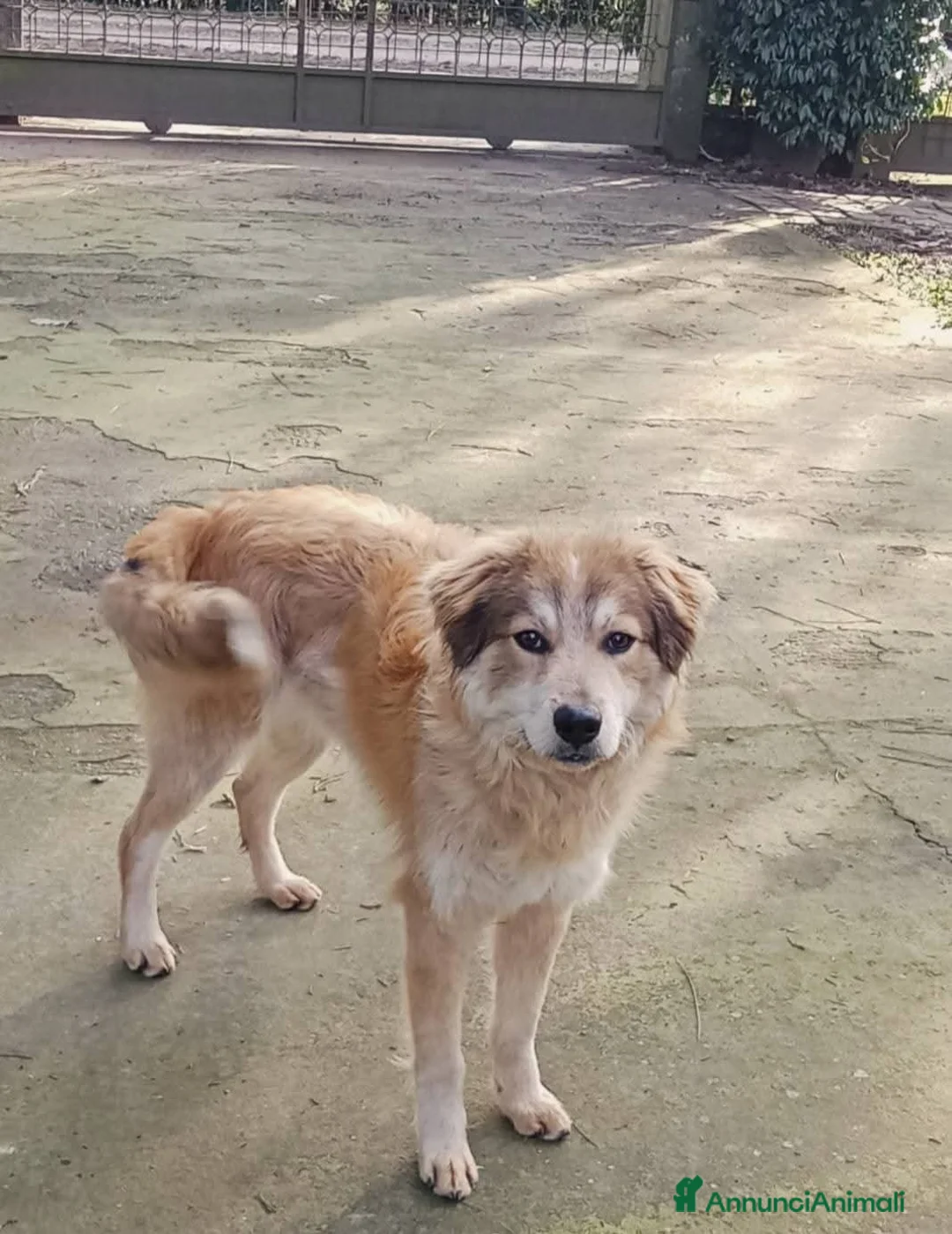 Meticcio cani in regalo: Adozione cucciolo Apollo - Annuncio 2