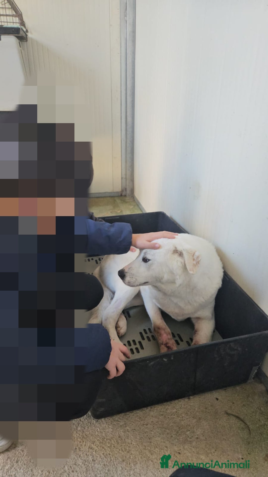 Meticcio cani in regalo: Consuelo: adozione del cuore o stallo  a Città Metropolitana di Genova - Annuncio 23