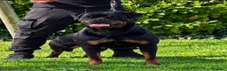 Rottweiler cani in vendita: Cucciolo rottweiler - Annuncio 4