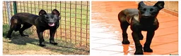 Pastore Belga cani in regalo: CASH e HYDRA pastore belga malinois in adozione - Annuncio 2