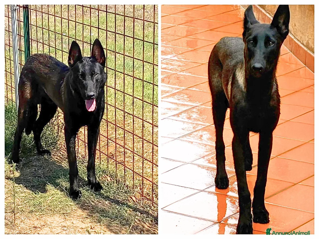 Pastore Belga cani in regalo: CASH e HYDRA pastore belga malinois in adozione - Annuncio 2
