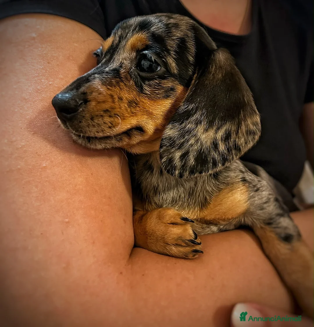 Bassotto Nano cani in vendita: Bassotto nano - Annuncio 1