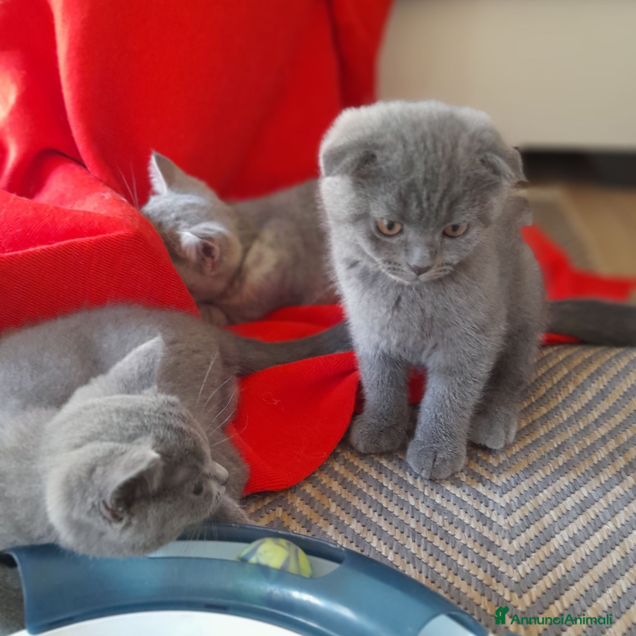 Scottish gatti Cuccioli Scottish fold e Scottish straight  - Annuncio 11