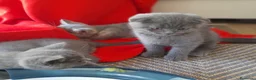 Scottish gatti in vendita: Cuccioli Scottish fold e Scottish straight  - Annuncio 1