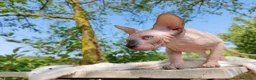Sphynx gatti in vendita: Disponibili splendidi cuccioli di Sphynx ✨ - Annuncio 4