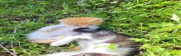 Meticcio gatti in vendita: Gattini piccoli maschi  a Provincia di Ascoli Piceno - Annuncio 6