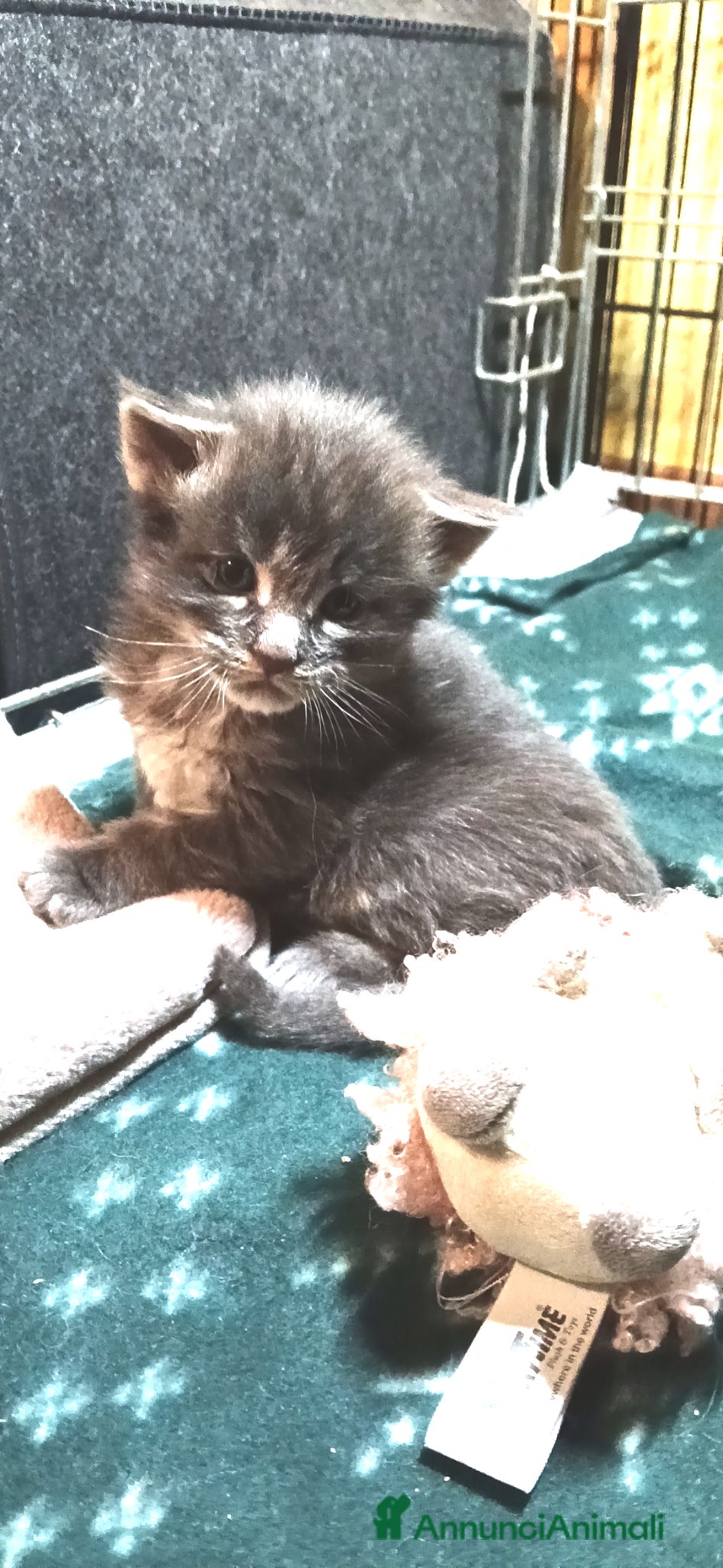 Maine Coon gatti Splendidi tabby - Annuncio 6